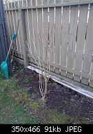 Fence Shrub Pruned