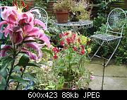 Lily and nicotiana.