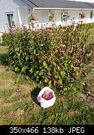 Echinacea Harvesting