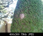 Huge White Faced Wasps Nest