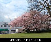 Kitsilano Cherry