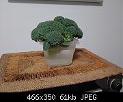 Broccoli Experiment
