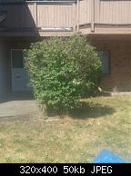 Rnzie Trimmed Bush