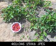 Strawberry Harvest