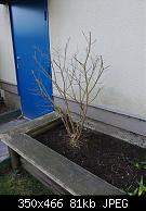 Bed Shrub Pruned