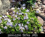 Campanula