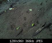 Raccoon Tracks