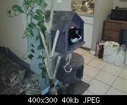 New Cat Tree 4