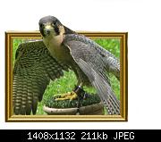 Falcon in frame.  
My first attempt at creating a 3D picture using PaintShop Photo Pro 3X