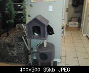 New Cat Tree 3