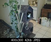 New Cat Tree 5