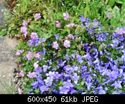 Campanula & geranium mix from my back garden