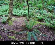 Hiking Logging Base Pad