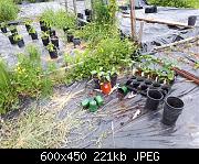 June 1 Chili Planting