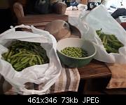Green Pea Harvest
