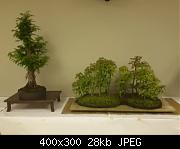 Bonsai Trees