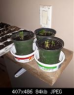 Three Pots Of Red Belle Peppers