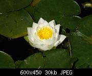 waterlily2