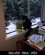 Cat Grass On Sill