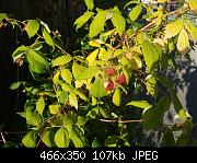 Ripe Raspberries