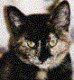 Tortie Cat's Avatar