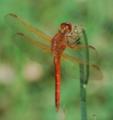 RedDragonFly